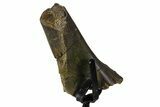 Fossil Dromaeosaur Femur Section w/ Metal Stand - South Dakota #383103-2